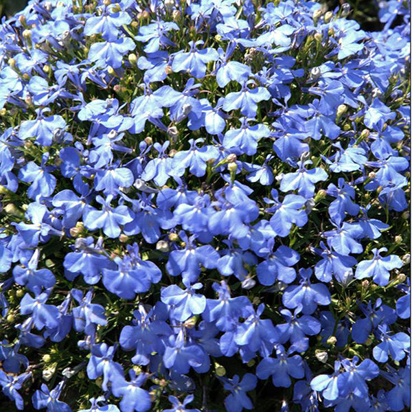 Kings Seeds Lobelia Cambridge Blue