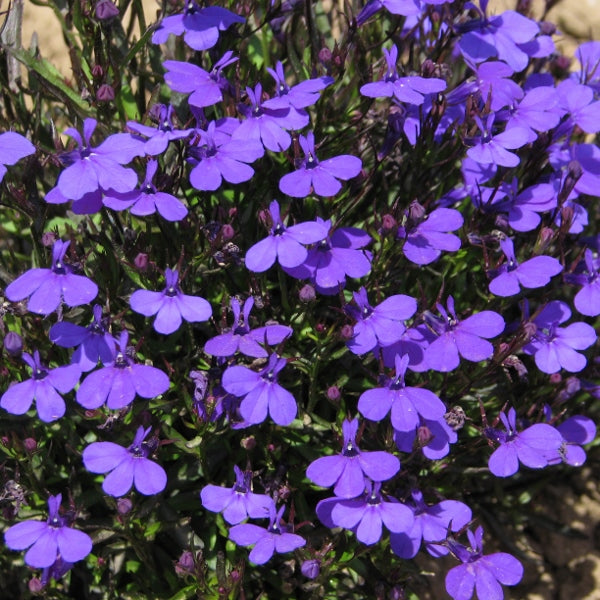 Kings Seeds Lobelia Crystal Palace
