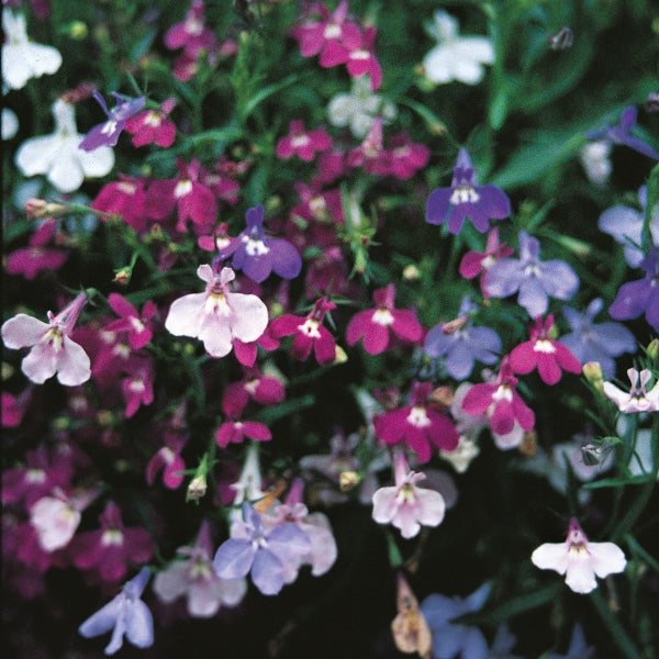 Kings Seeds Lobelia Pendula Cascade Mixed