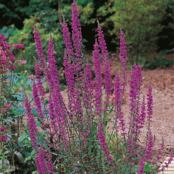 Suffolk Herbs Purple Loosestrife