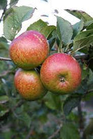 Apple Lord Lambourne (Patio)