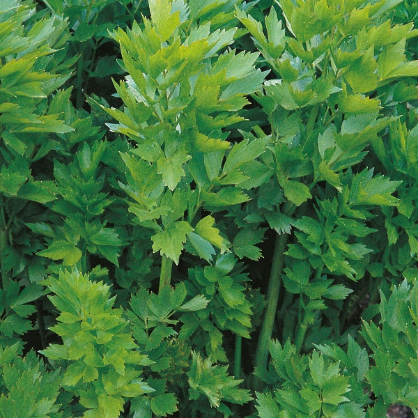 Suffolk Herbs Lovage