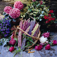 Kings Seeds Lupin Russells Hybrids Mixed