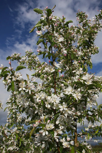 Malus Comtesse de Paris