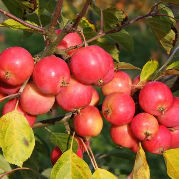 Malus Jelly King
