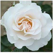 Rose 'Margaret Merril'