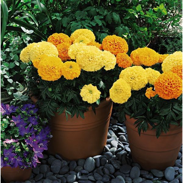 Kings Seeds Marigold Inca Mixed F1