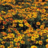 Kings Seeds Marigold Naughty Marietta