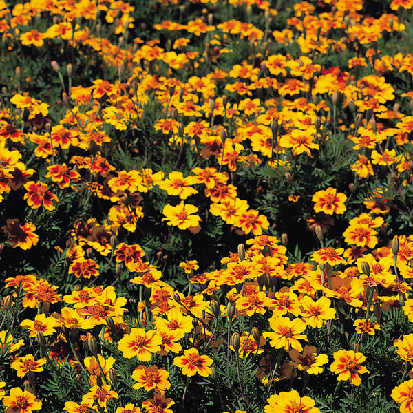 Kings Seeds Marigold Naughty Marietta