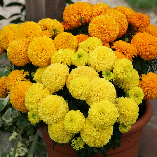 Kings Seeds Marigold Dune Mixed