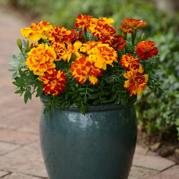 Kings Seeds Marigold Durango Mixed