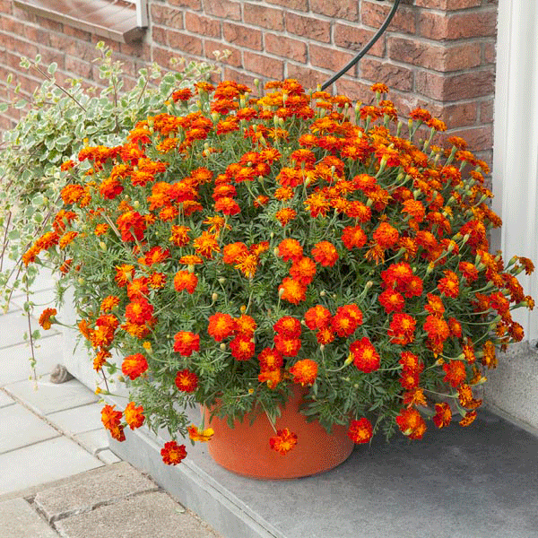 Kings Seeds Marigold French Firebird
