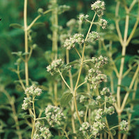 Suffolk Herbs Sweet Marjoram