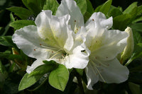 Azalea Evergreen Mary Helen