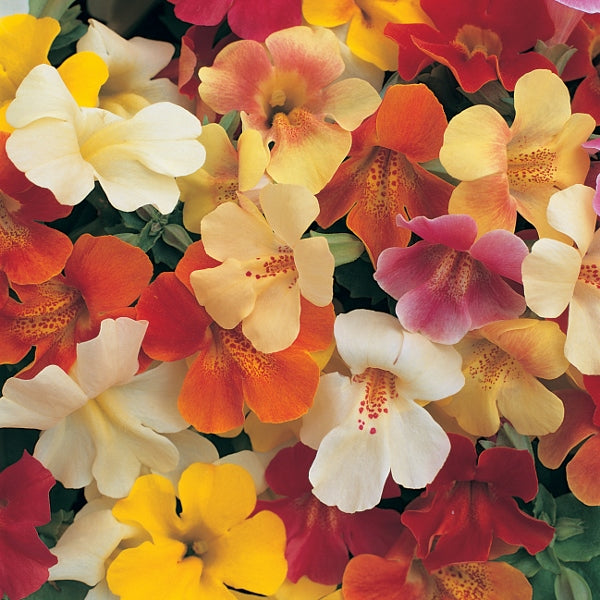 Kings Seeds Mimulus Magic Mixed F1