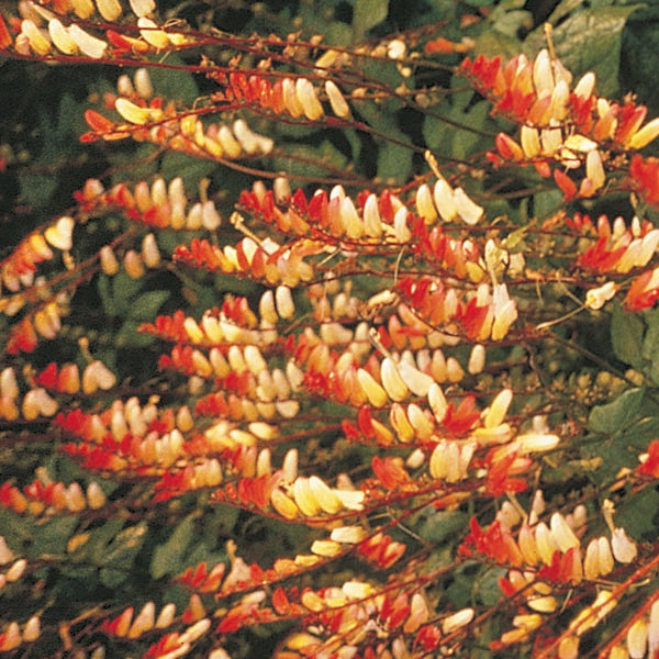 Kings Seeds Mina lobata Exotic Love