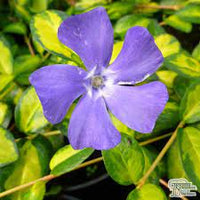 Vinca minor Illumination
