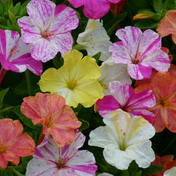 Kings Seeds Mirabilis jalapa Marbles Mixed