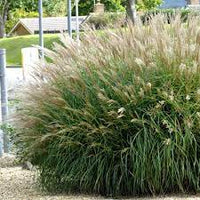 Miscanthus sinensis Adagio