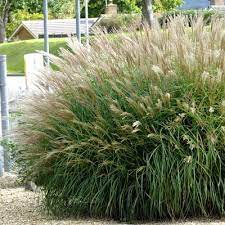 Miscanthus sinensis Adagio