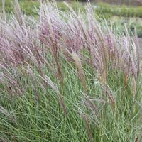 Miscanthus sinensis Kleine Silberspinne