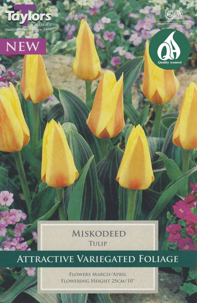 Tulip Miskodeed