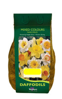 Narcissus Mixed Colours (1.5Kg Net)