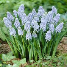 Muscari Valerie Finnis