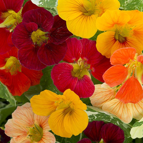 Kings Seeds Nasturtium Alaska Mixed