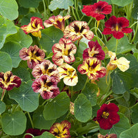 Kings Seeds Nasturtium Bloody Mary