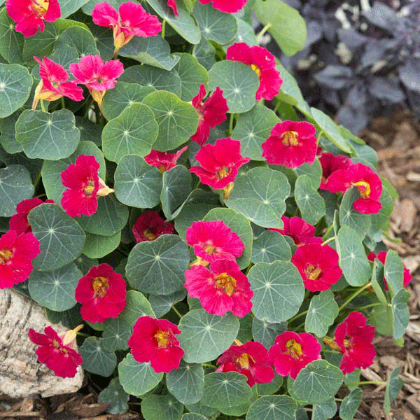 Kings Seeds Nasturtium Baby Rose