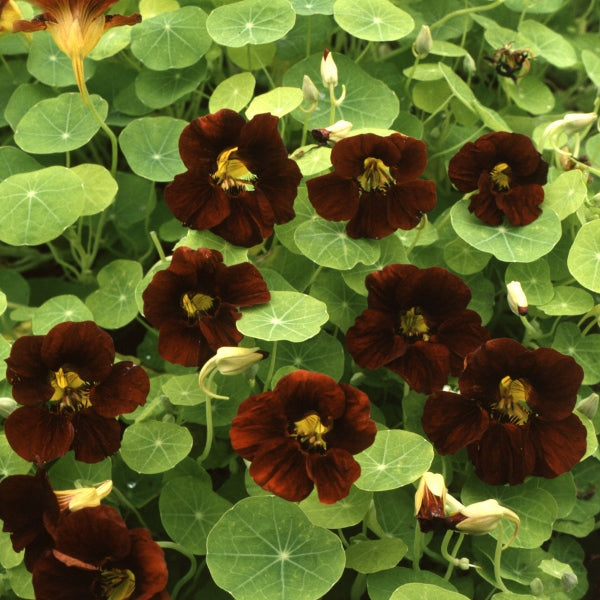 Kings Seeds Nasturtium Black Velvet