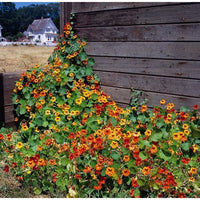 Kings Seeds Nasturtium Climbing Mix