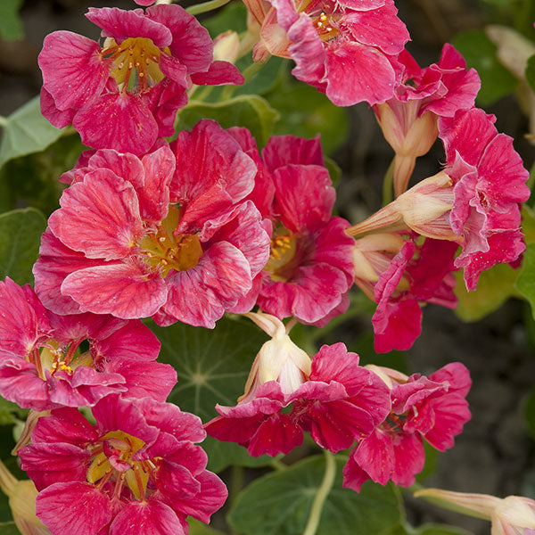 Kings Seeds Nasturtium Cherry Rose Jewel