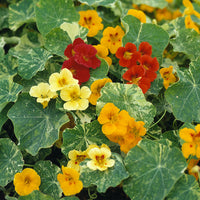 Kings Seeds Nasturtium Climbing Variegated Queen Mixed