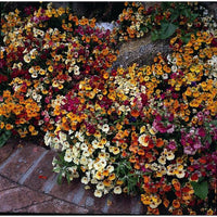 Kings Seeds Nemesia Carnival Mixed