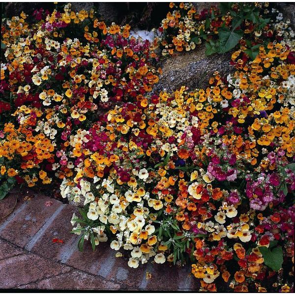 Kings Seeds Nemesia Carnival Mixed