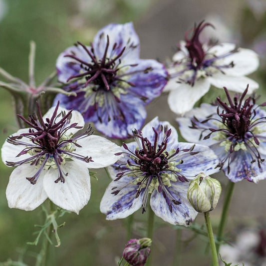 Kings Seeds Nigella Delft Blue