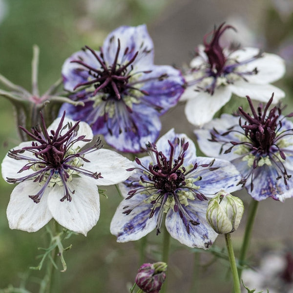 Kings Seeds Nigella Delft Blue