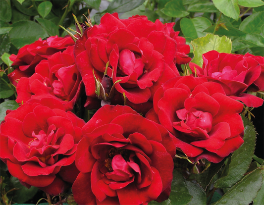 Rose 'Nipper'