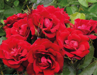 Rose 'Nipper'