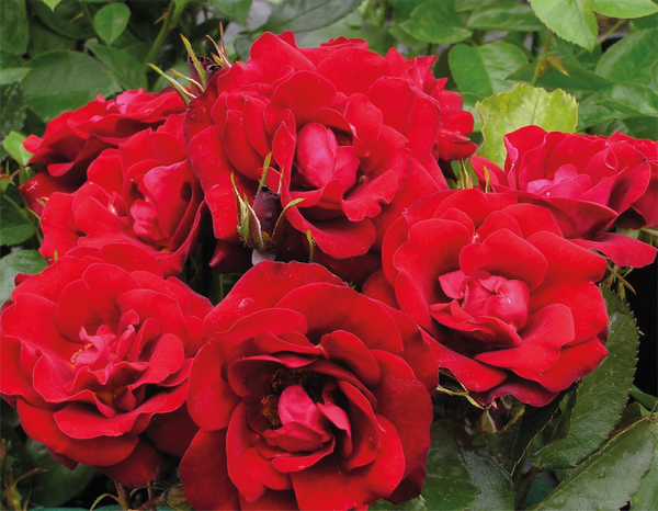Rose 'Nipper'