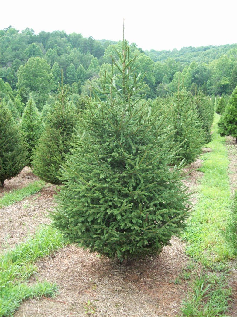 Premium Norway Spruce Christmas Tree 120cm - 150cm