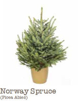 Norway Spruce Potted Christmas Tree 100cm - 125cm