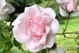 Rose 'New Dawn'