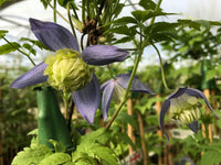 Clematis Ocean Pearl