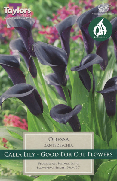 Zantedeschia Odessa