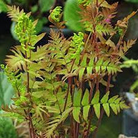 Osmunda regalis Purpurescens