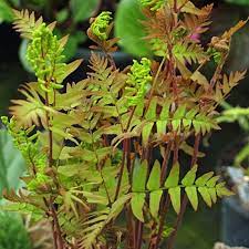Osmunda regalis Purpurescens