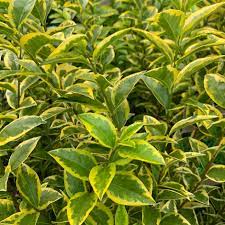 Ligustrum ovalifolium aureum 5 Ltr